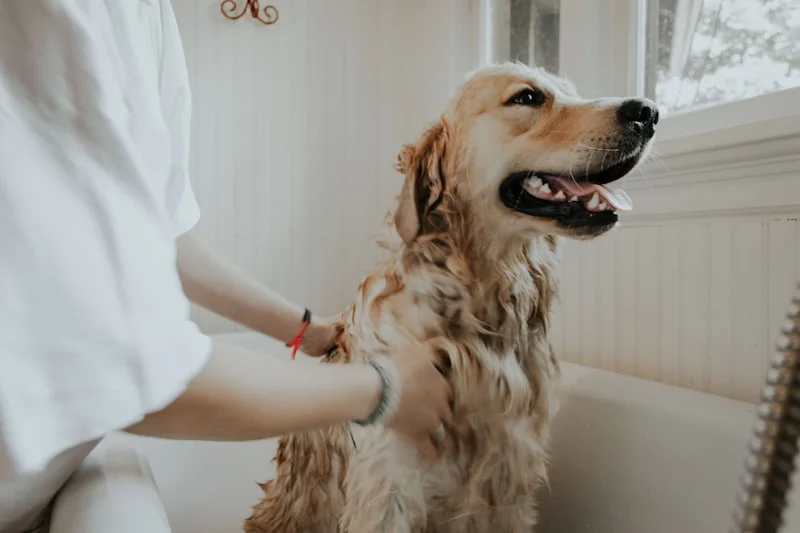 Anaheim Hills Pet Spa & Boutique