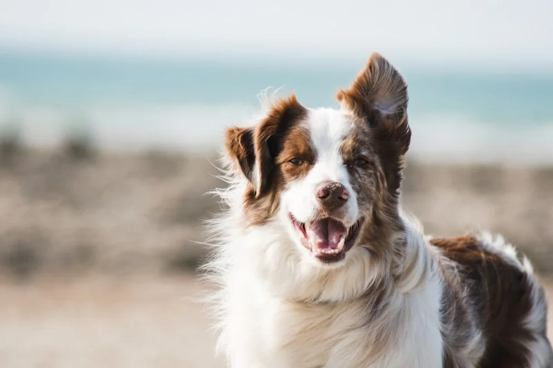 Orange Grove Dog Wash & Spa pet grooming