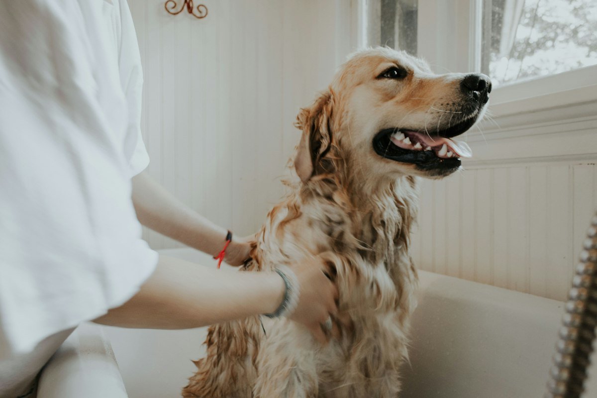Professional pet groomer gently trimming a fluffy golden dog in a clean salon