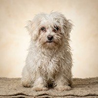 Overgrown white Maltese puppy before grooming