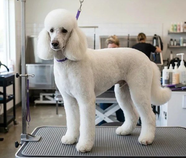 Pristine freshly styled Standard Poodle lamb clip with plush rounded topknot