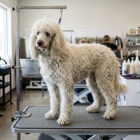 Overgrown Standard Poodle before grooming