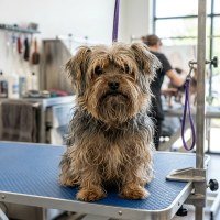 Scruffy Yorkshire Terrier before grooming